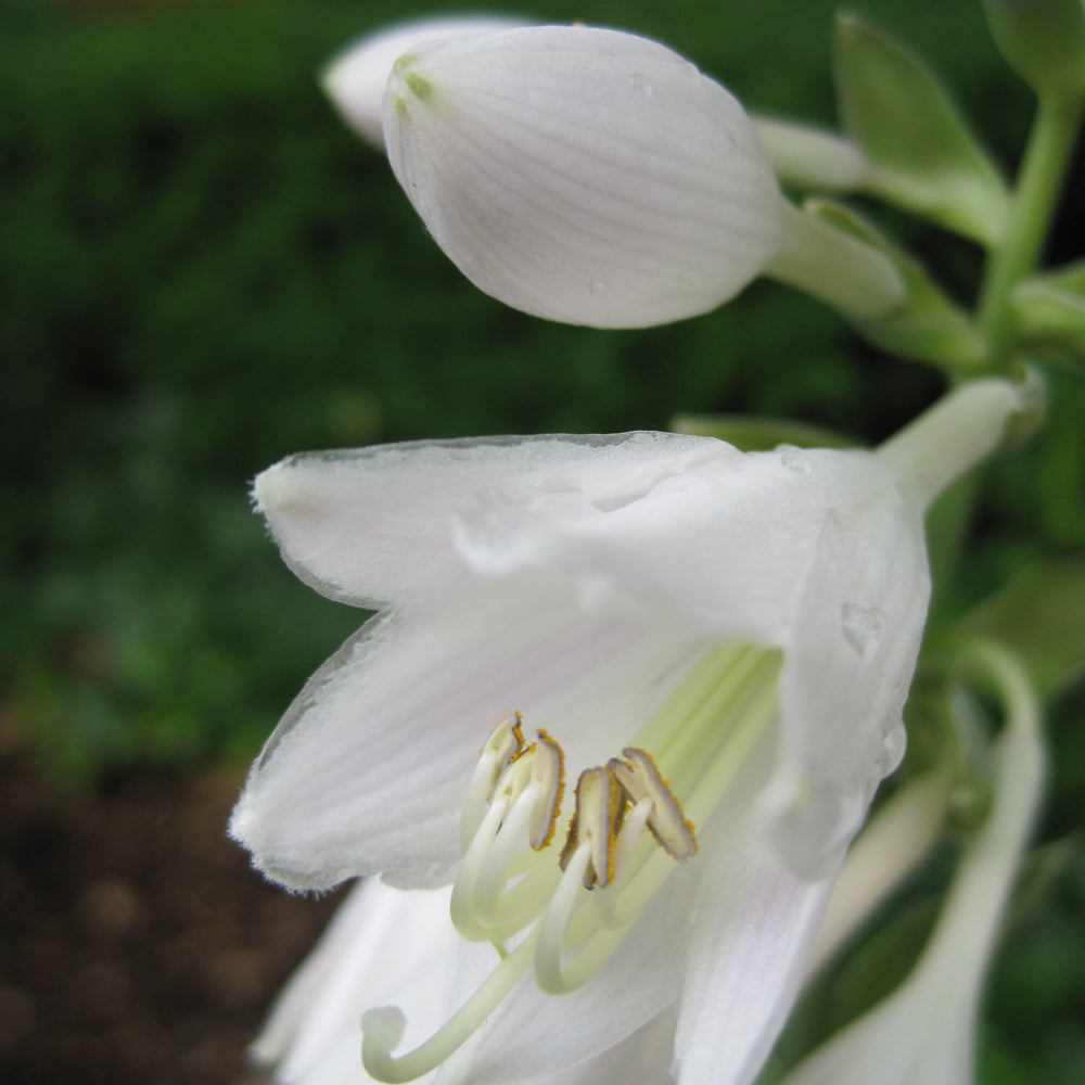 Frances Williams Hosta