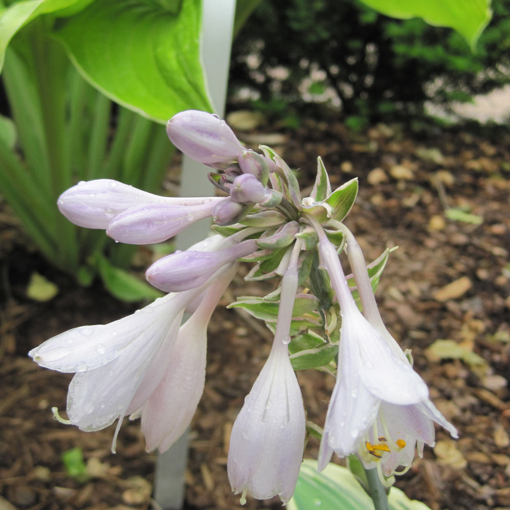 Blue Ivory Hosta