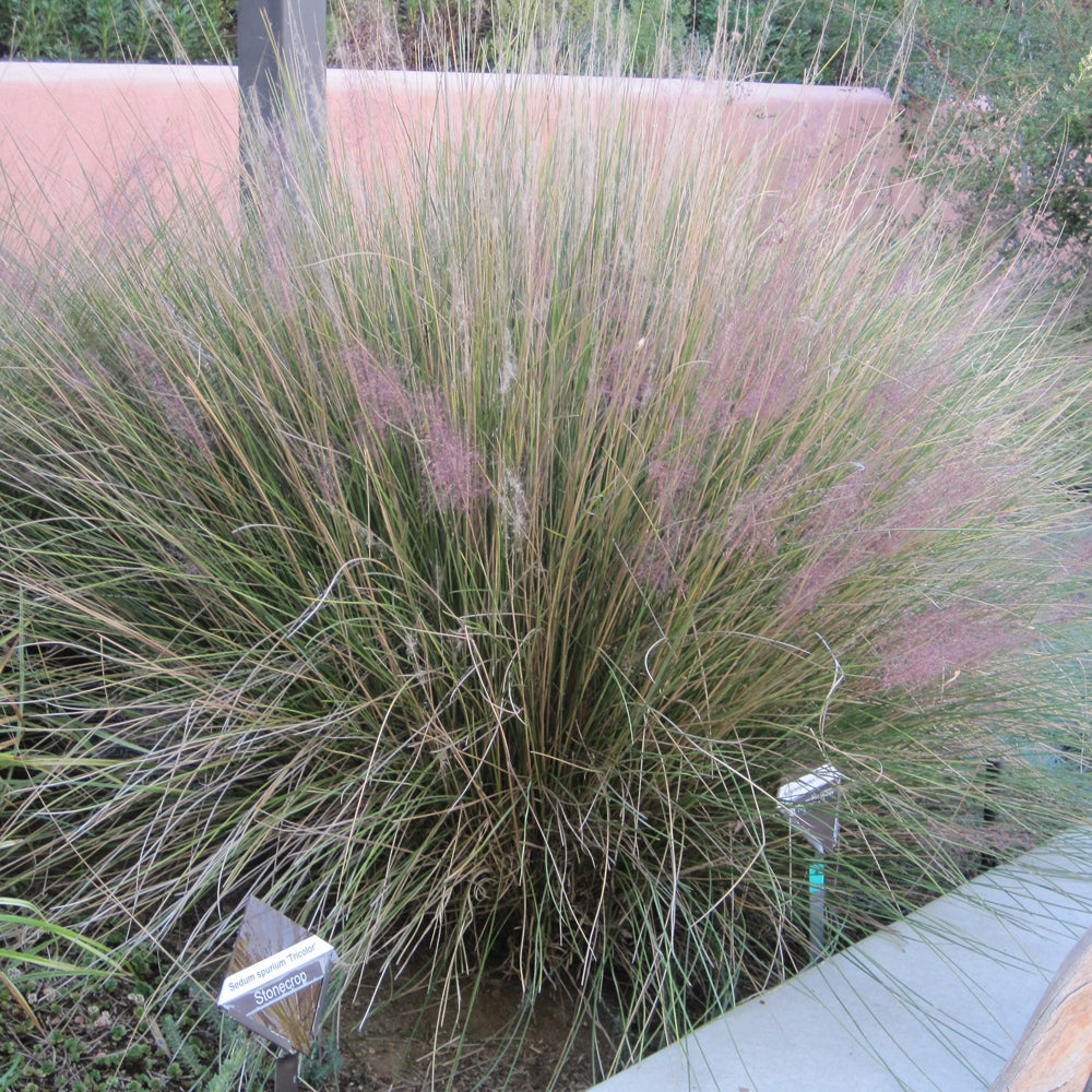 Muhlenbergia capillaris 'Pink Muhly'