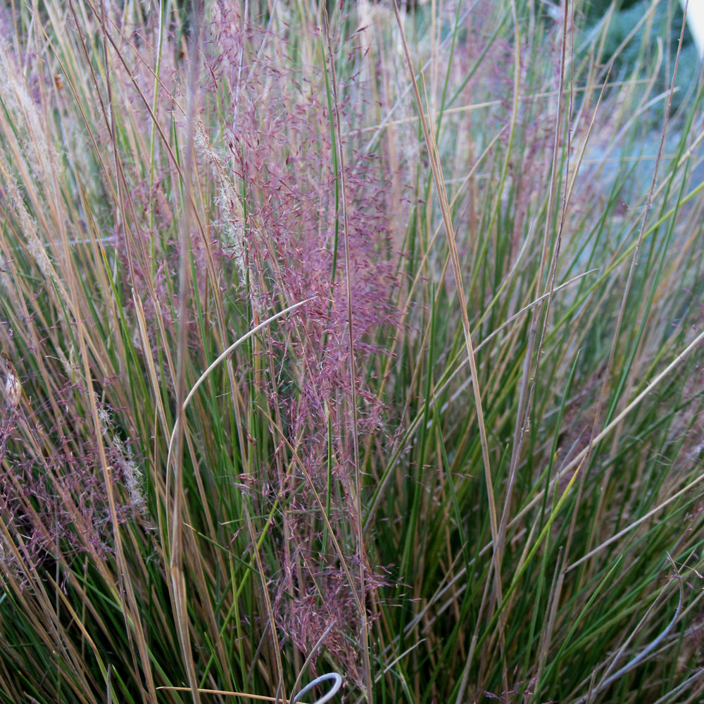 Pink Muhly Grass