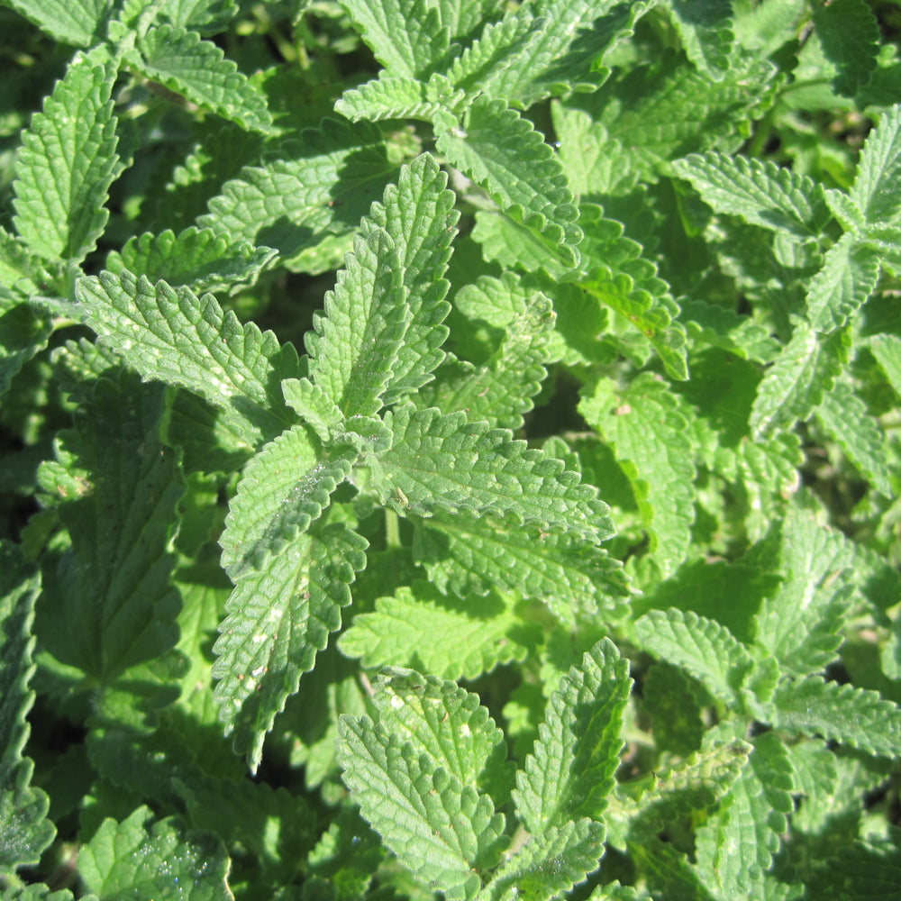 Walker's Low Catmint