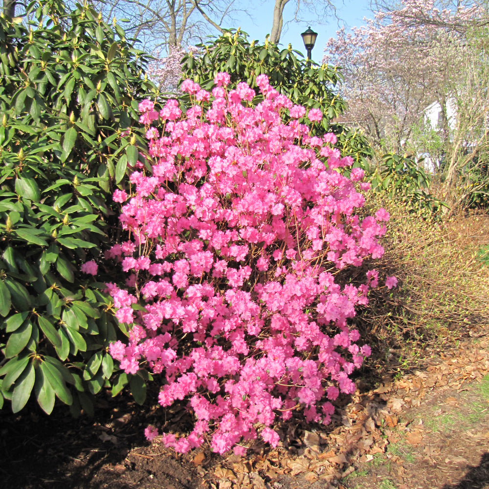 Landmark Rhododendron