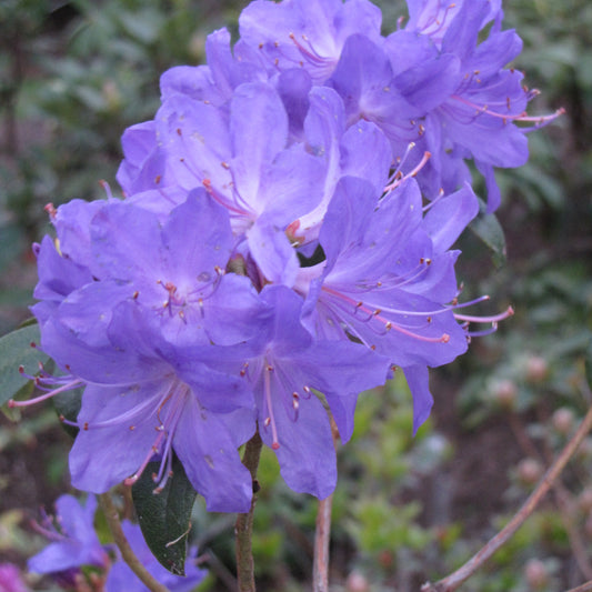 Rhododendron 'Blue Baron'