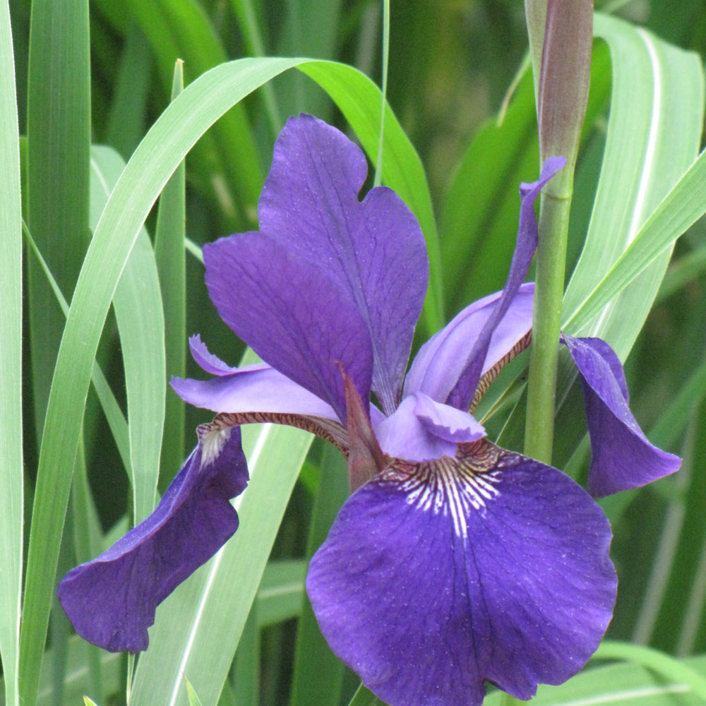 Iris sibirica 'Caesar's Brother'