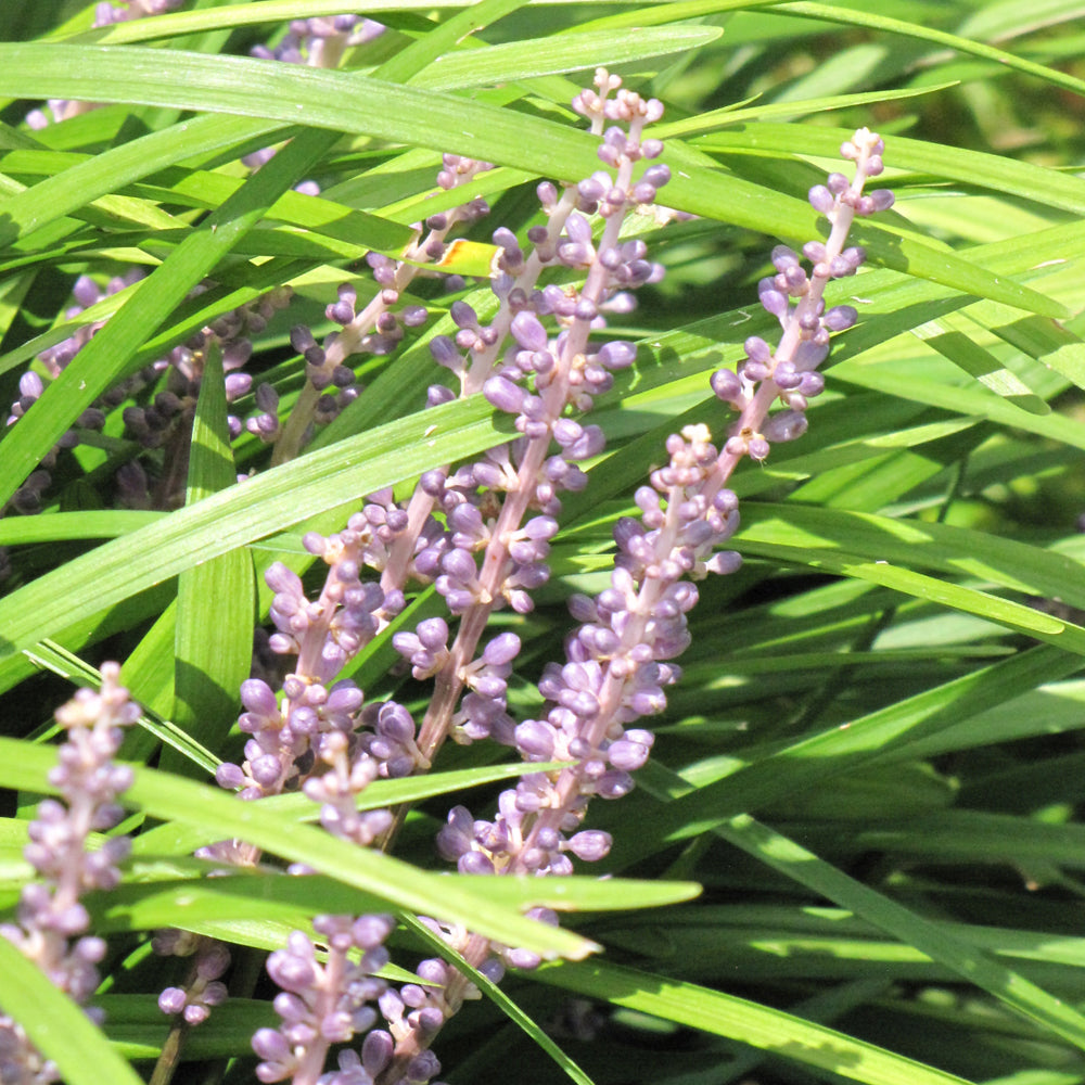 Liriope spicata