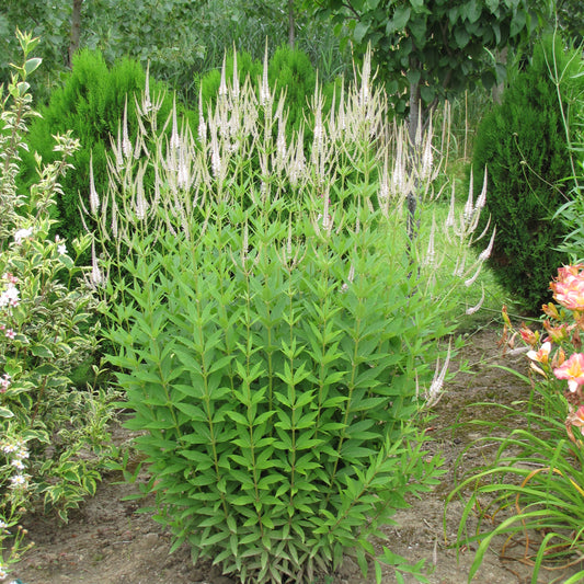 Veronicastrum virginicum 'Album'