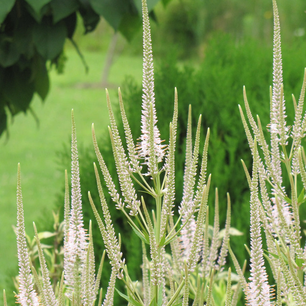 White Culver's Root