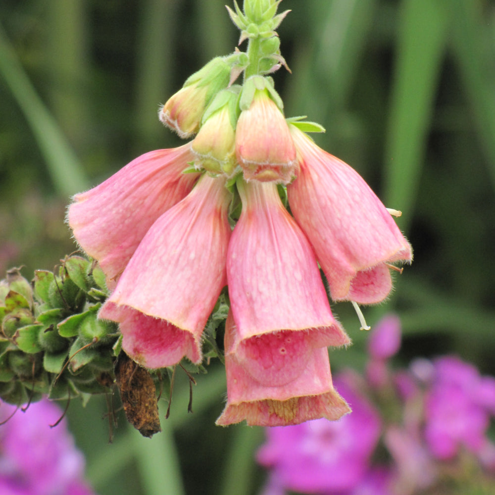 Digitalis x mertonensis