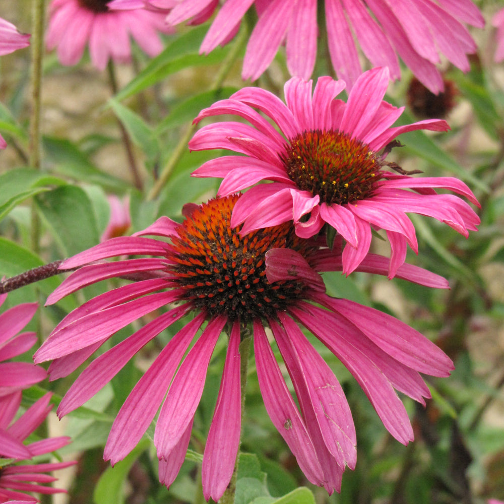 Echinacea purpurea 'Rubinstern'