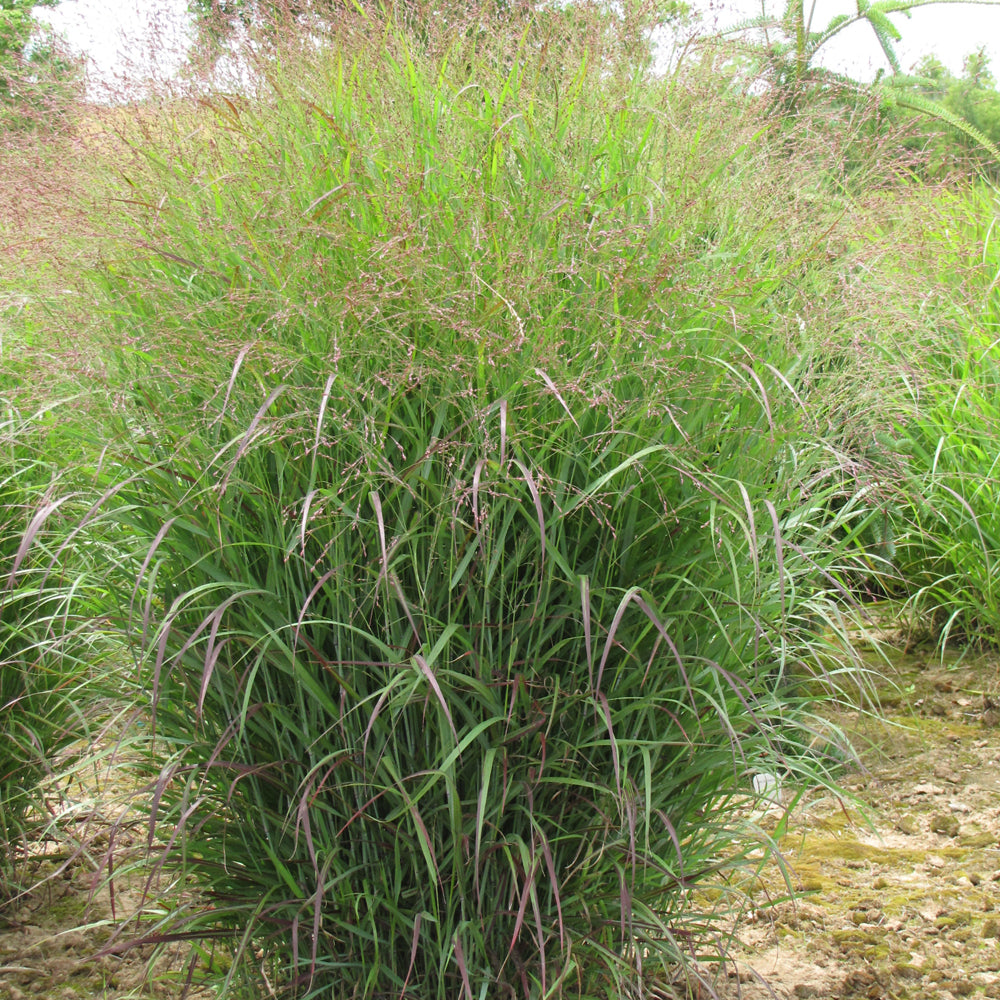 Panicum virgatum 'Prairie Sky'