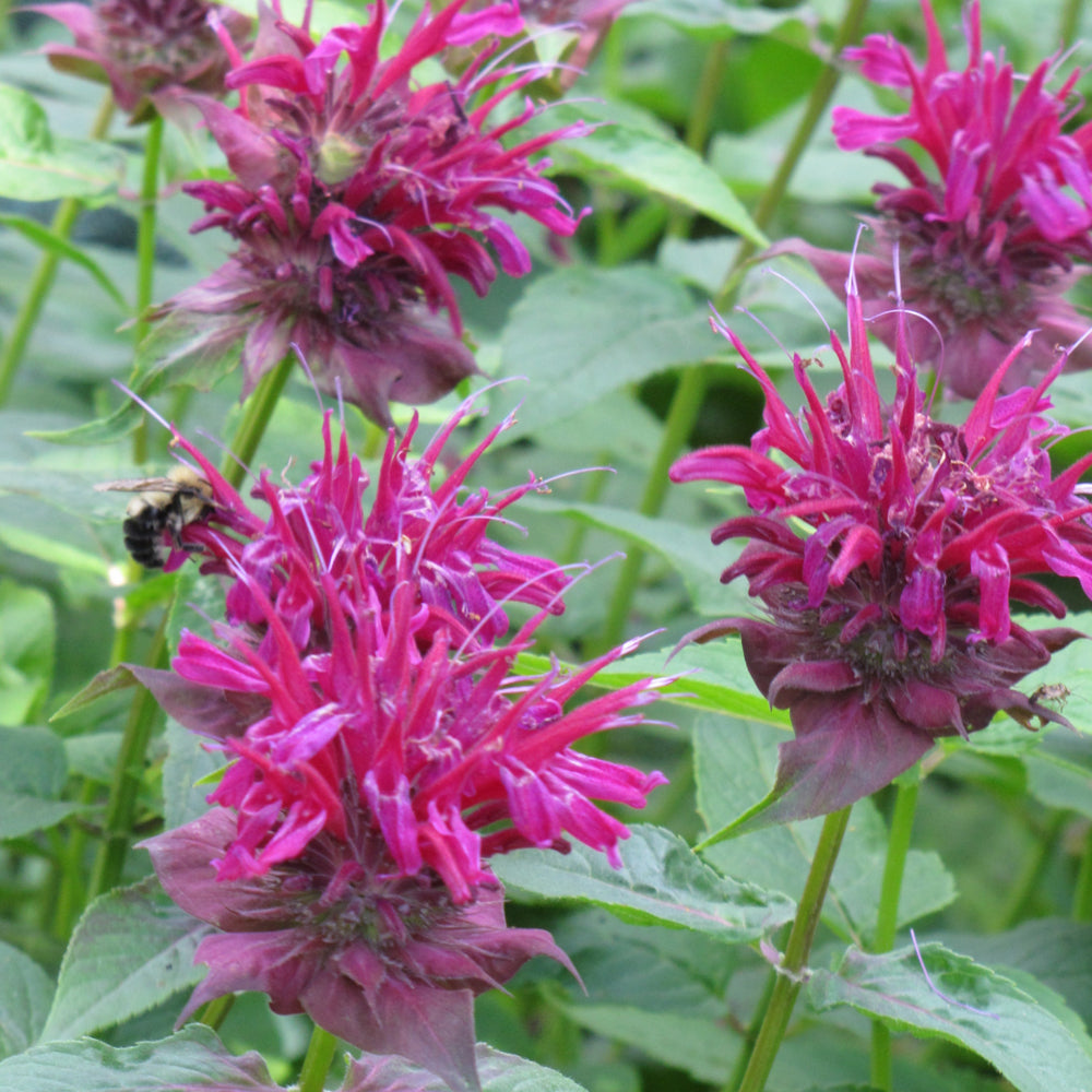 Raspberry Wine Beebalm