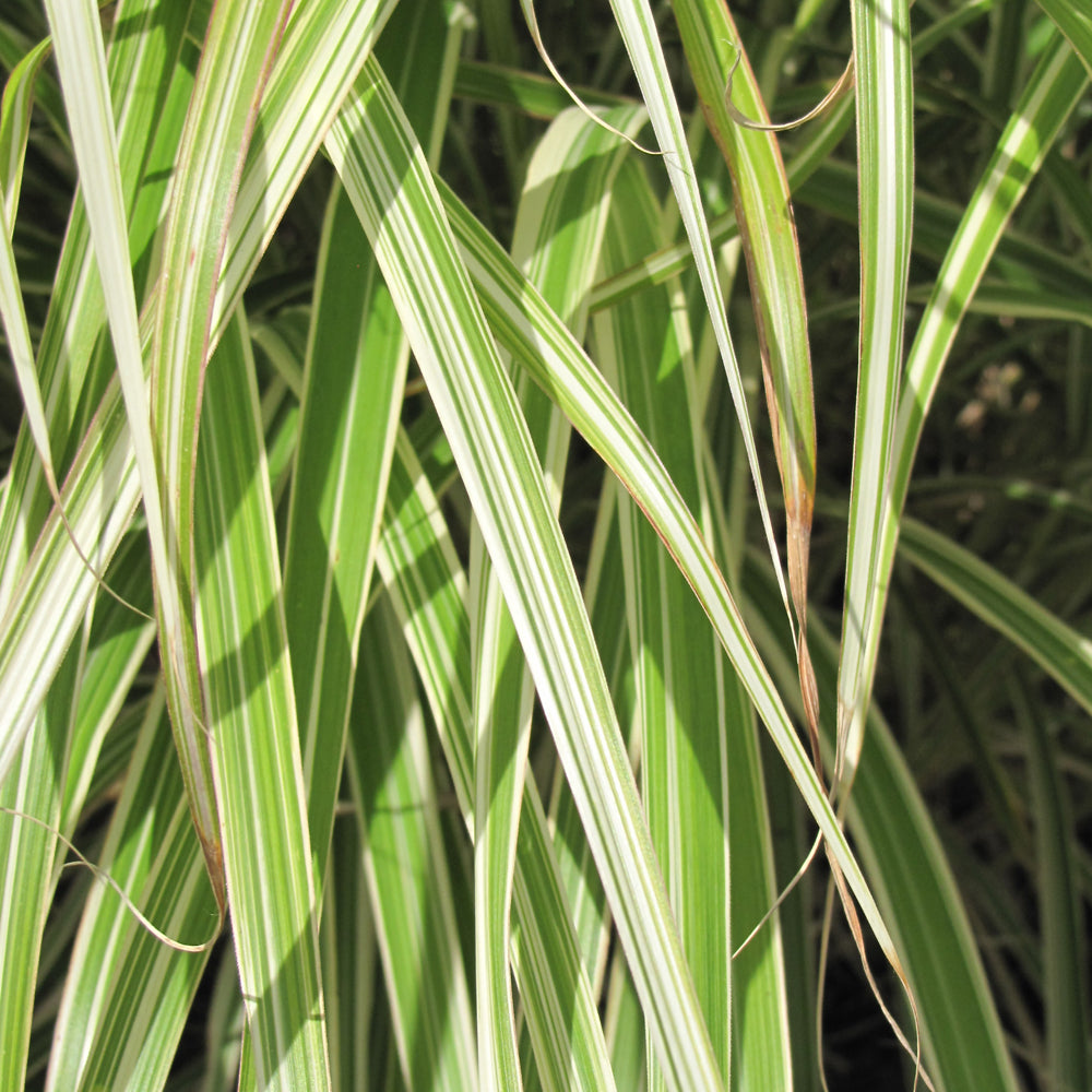 Morning Light Maiden Grass