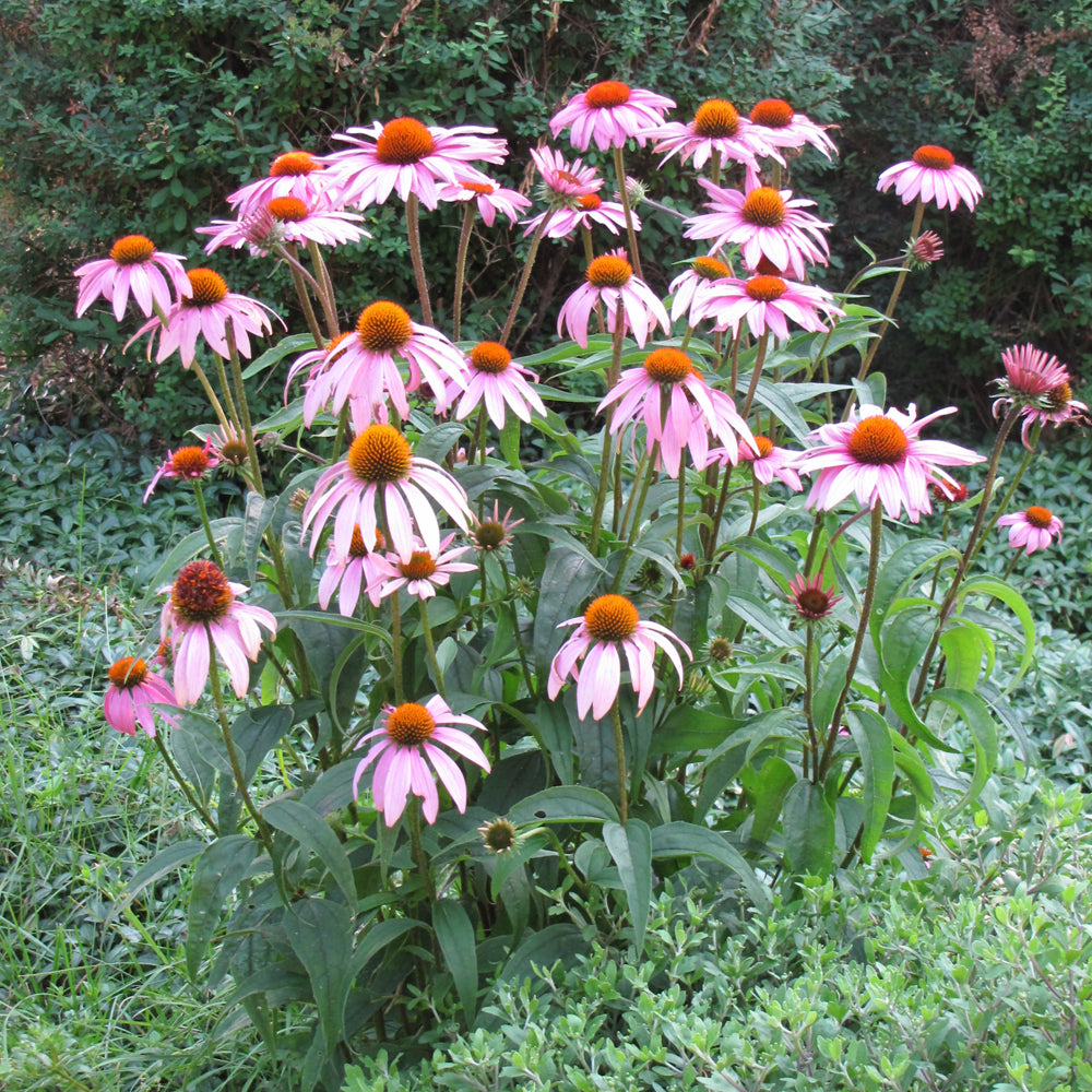 Purple Coneflower