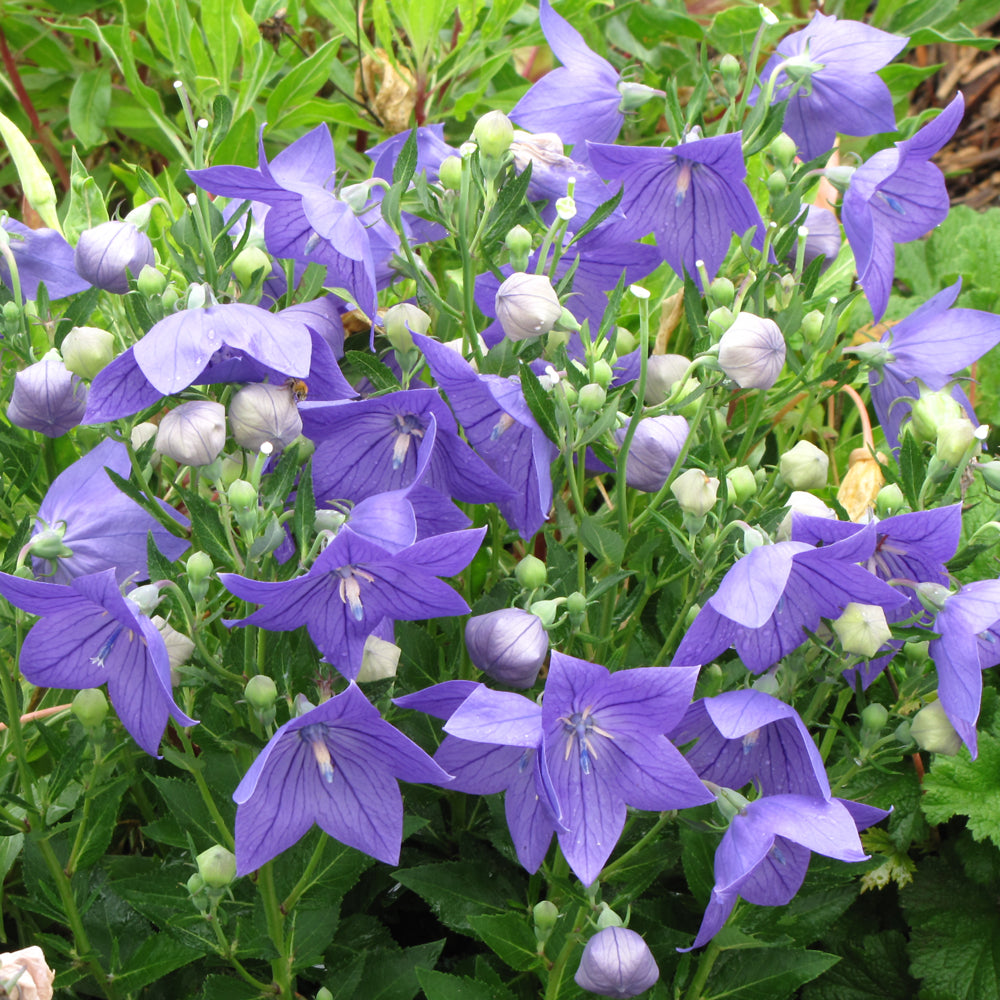 Sentimental Blue Balloon Flower