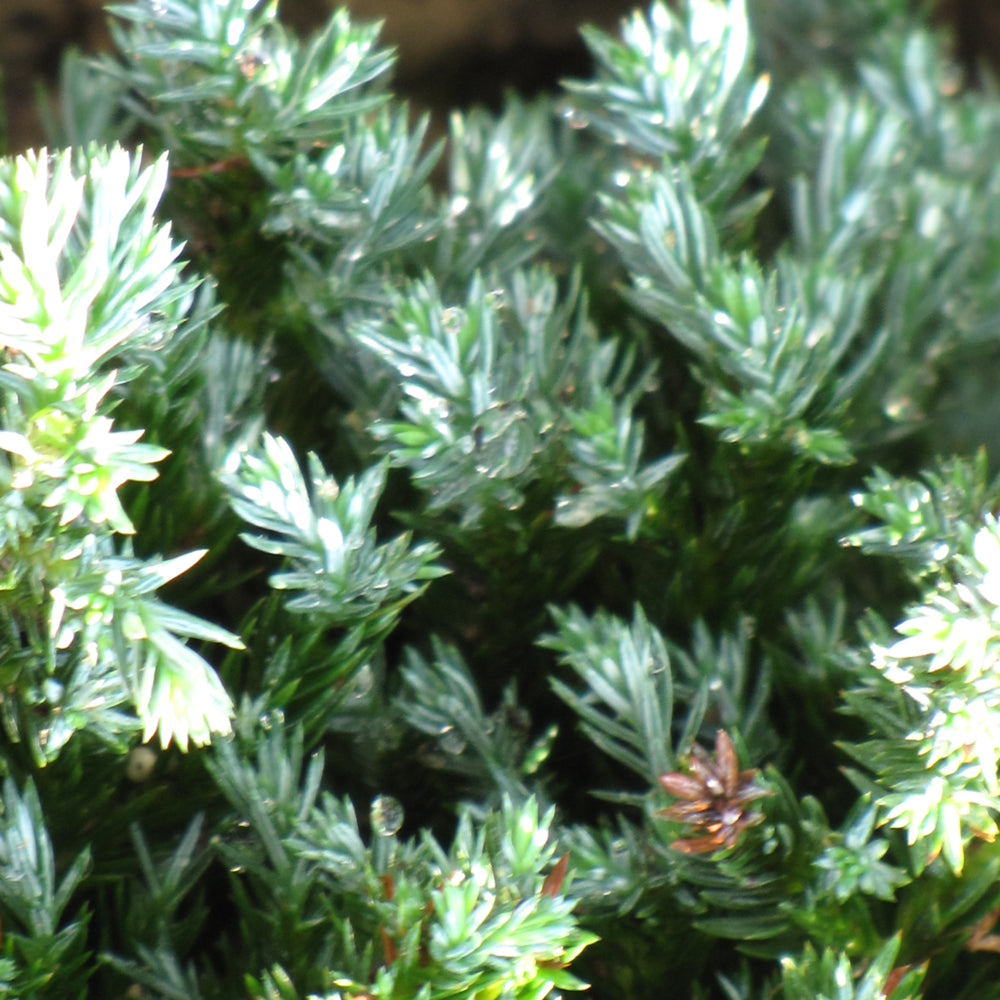 Blue Moon Sawara Falsecypress