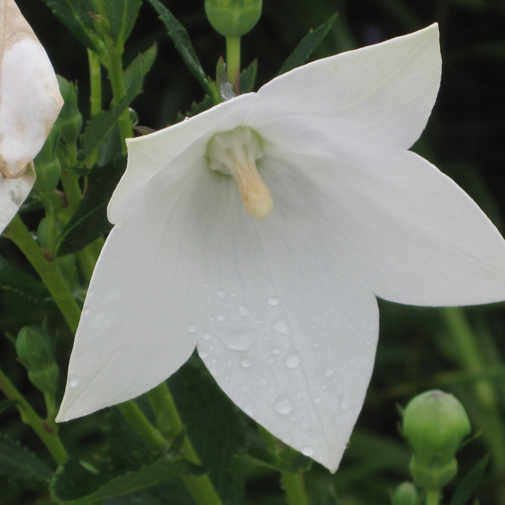 Platycodon grandiflorus 'Astra White'