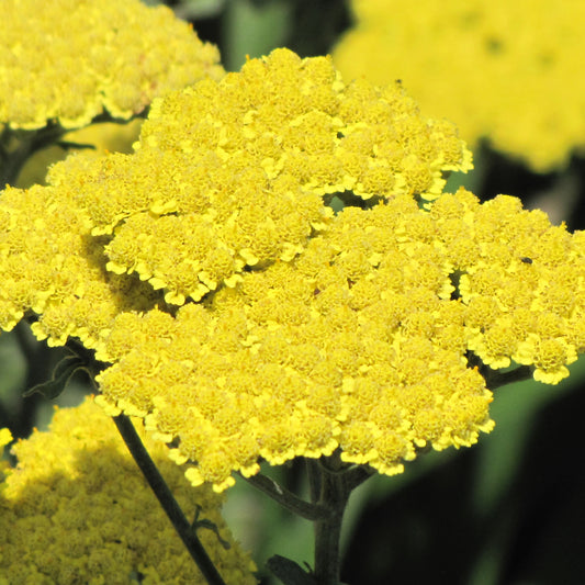 Achillea 'Moonshine'