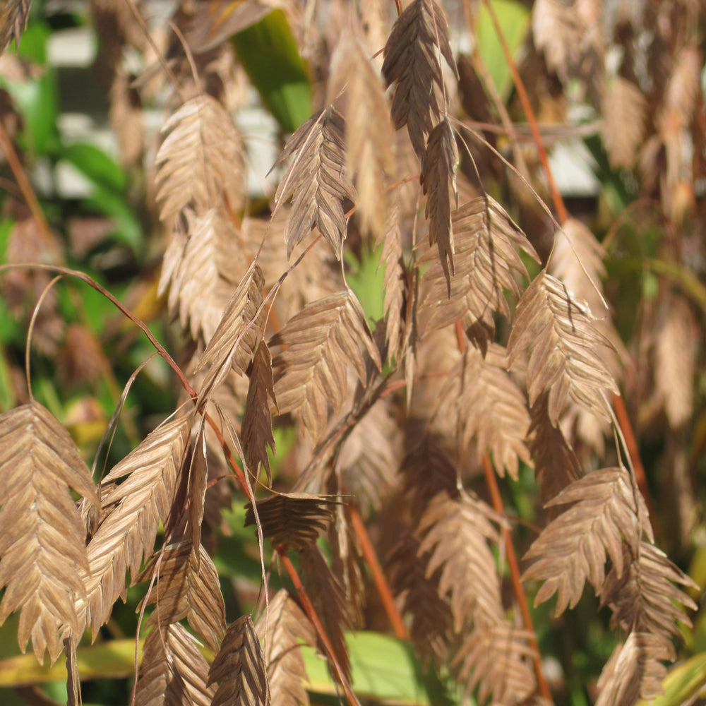 Northern Sea Oats