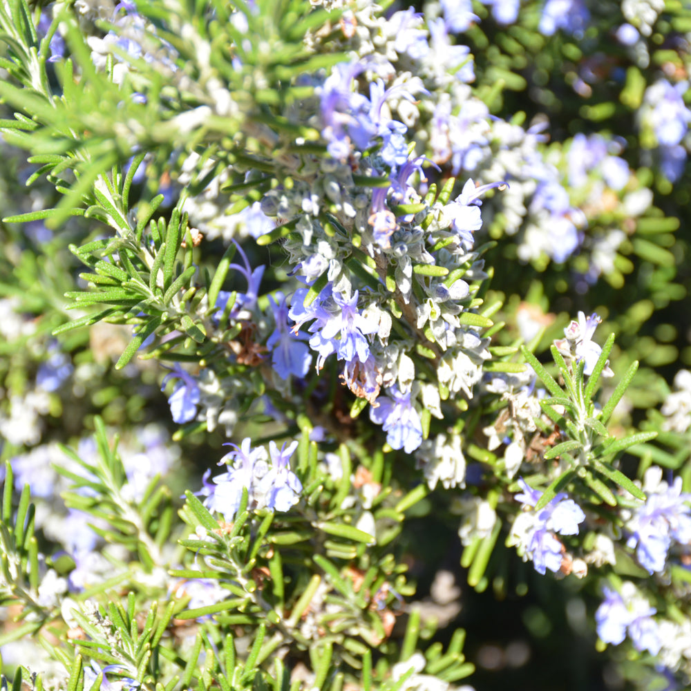 Spires Farm Blue Spires Rosemary – Weston Nurseries
