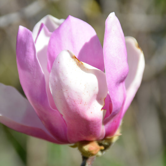 Magnolia 'Jane'