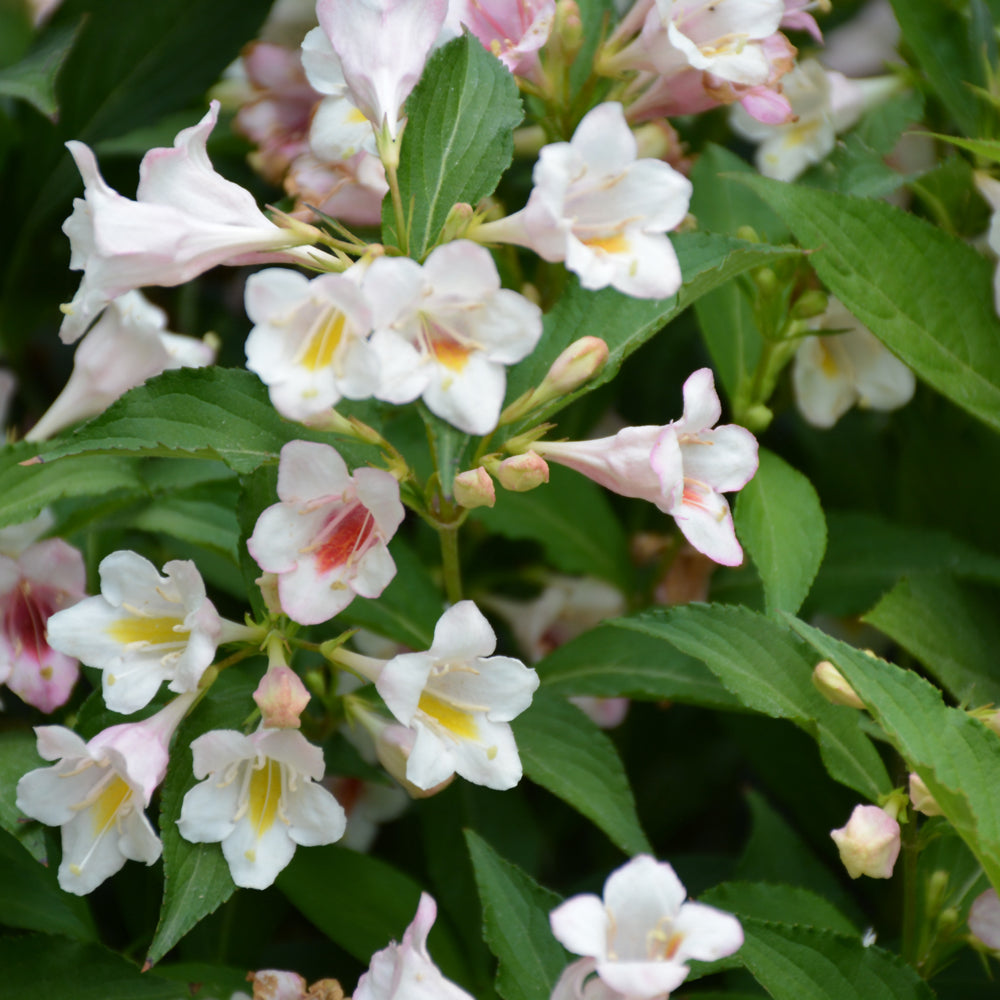 Weigela florida 'Bokrasopea'