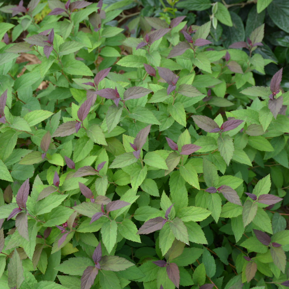 Double Play® Red Spirea