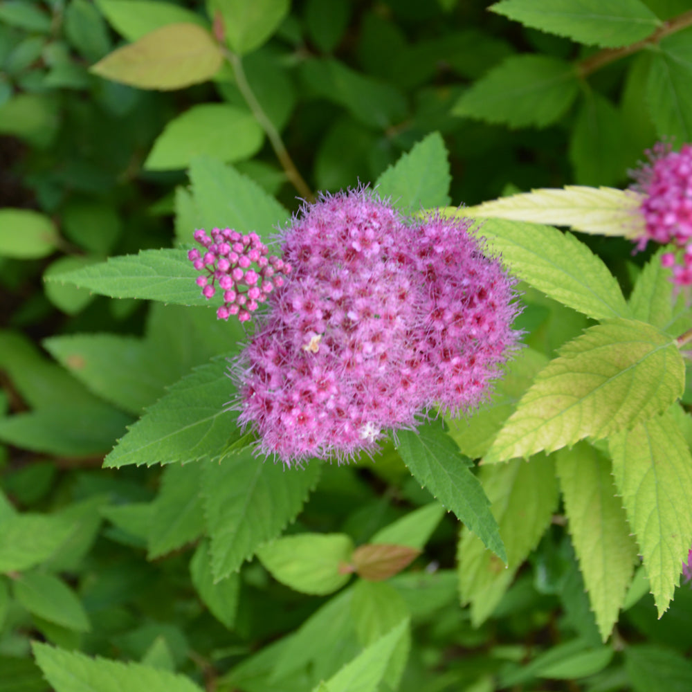 Double Play® Candy Corn® Spirea