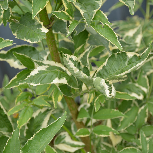 Sambucus nigra 'Sanivalk'