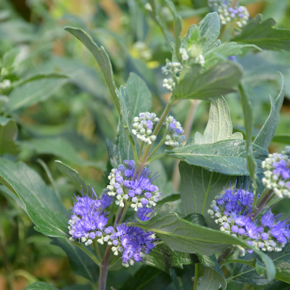 Caryopteris x clandonensis 'CT-9-12'