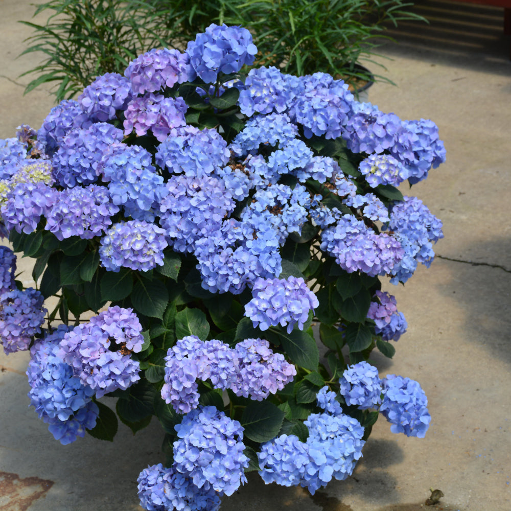 Let's Dance® Blue Jangles® Hydrangea