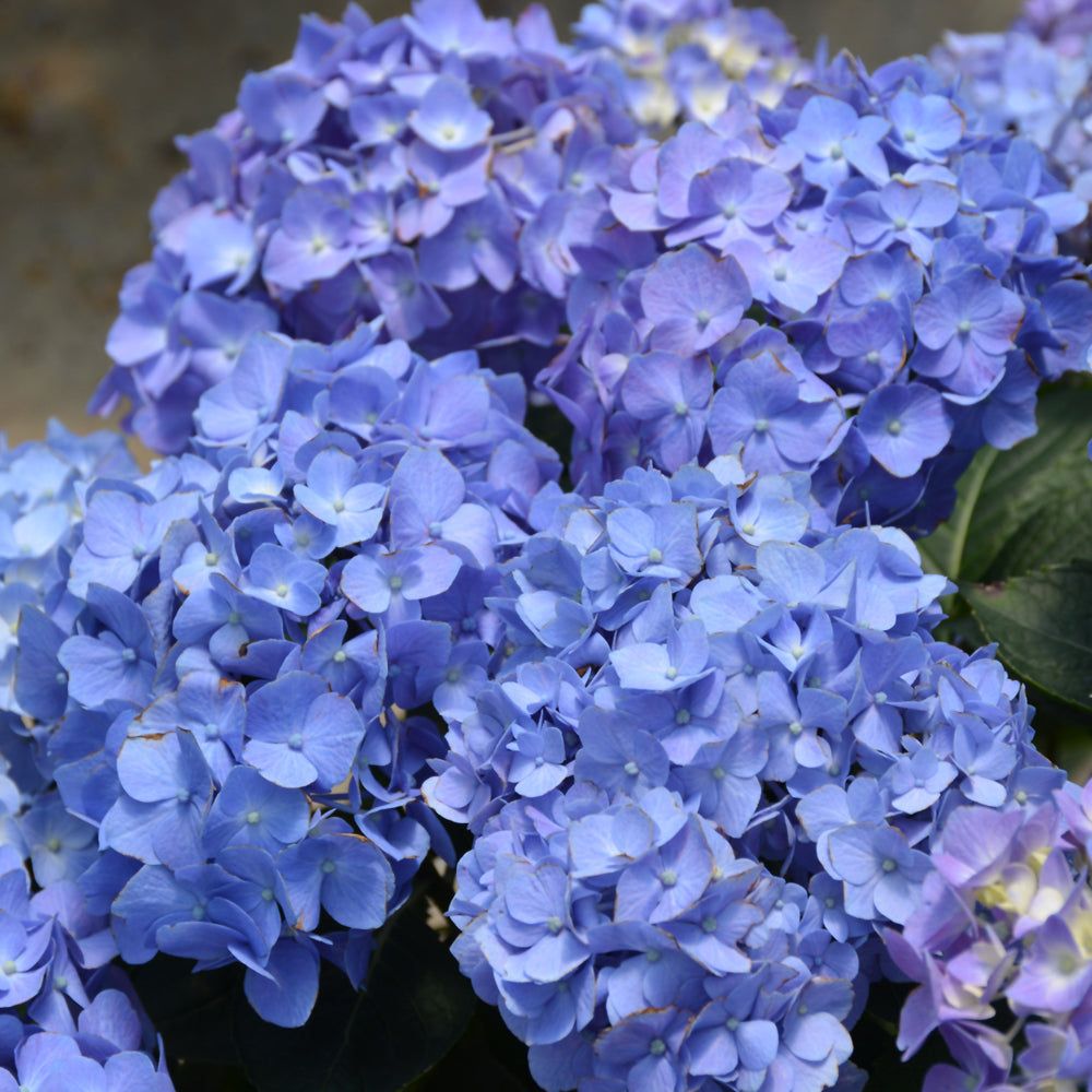 Let's Dance® Blue Jangles® Hydrangea