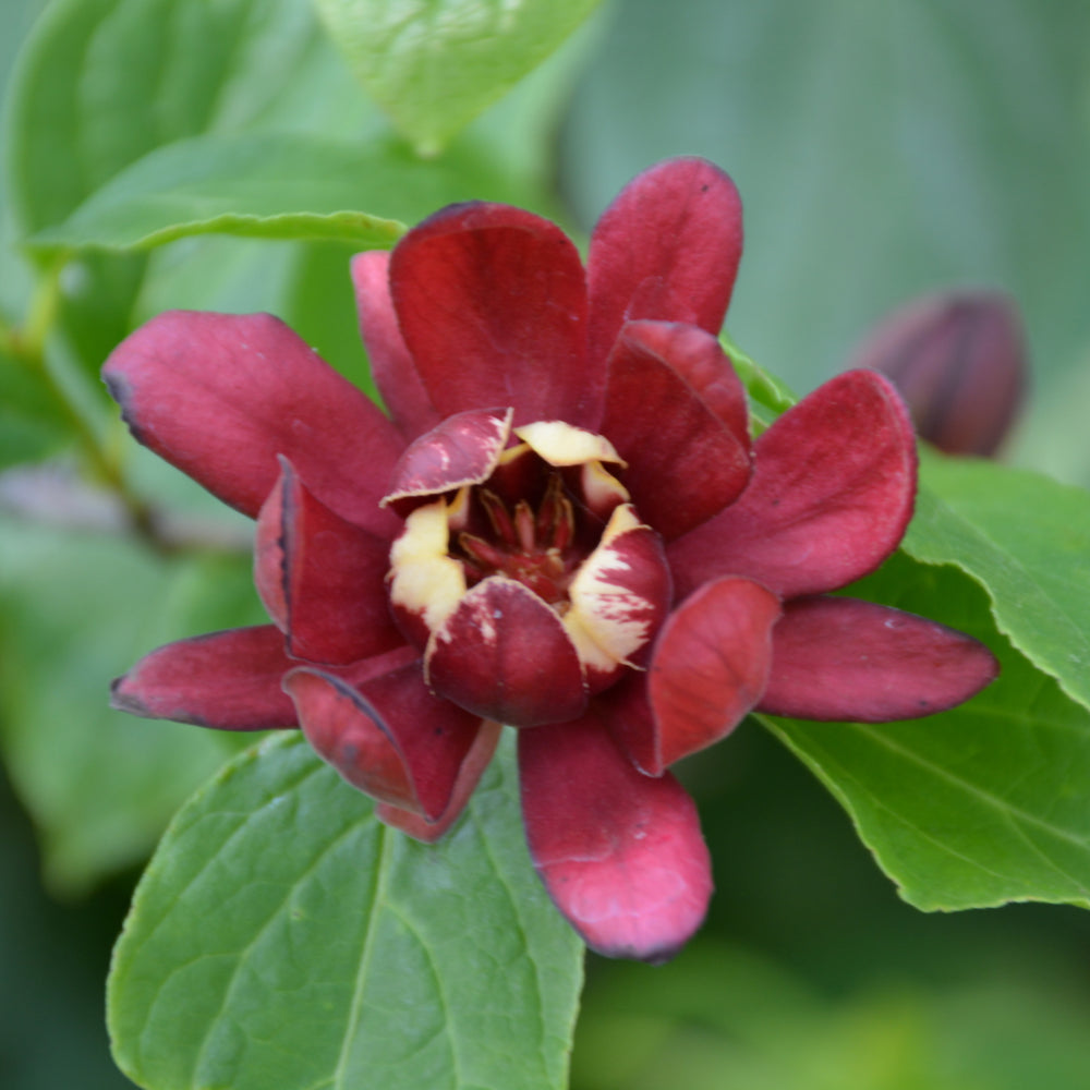 Calycanthus floridus 'SMNCAF'