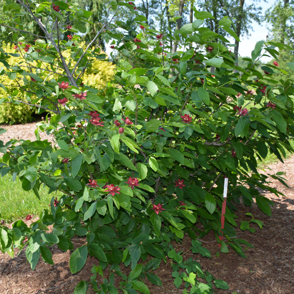 Simply Scentsational® Sweetshrub