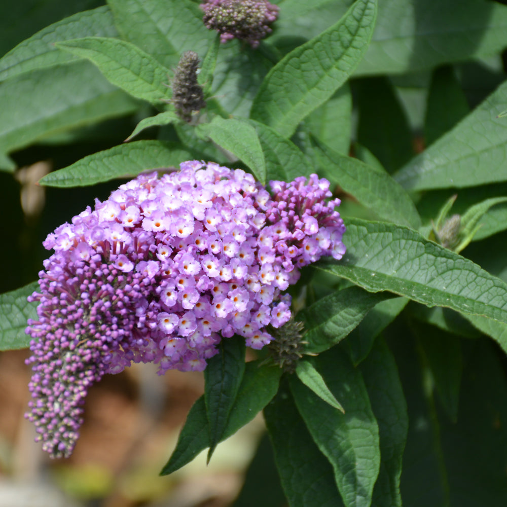 Pugster® Amethyst Butterfly Bush