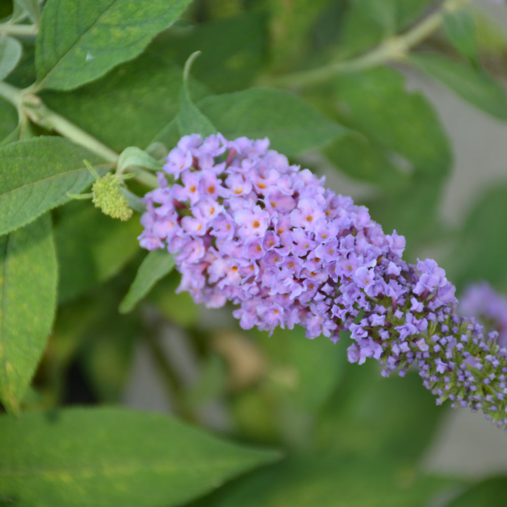 Buddleia davidii 'BotEx 004'