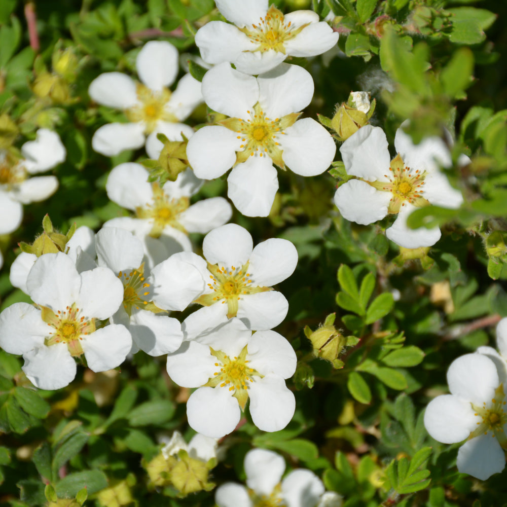 Potentilla fruticosa 'White Lady'