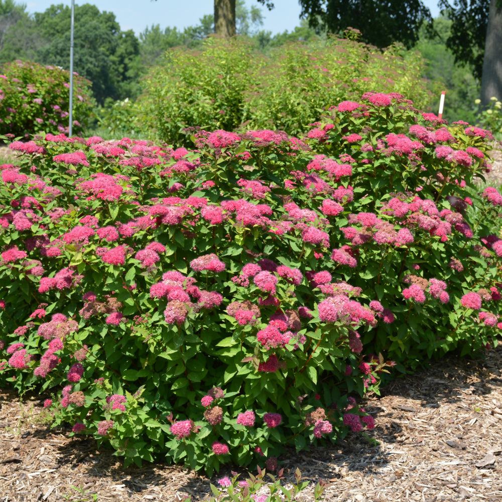 Double Play® Red Spirea