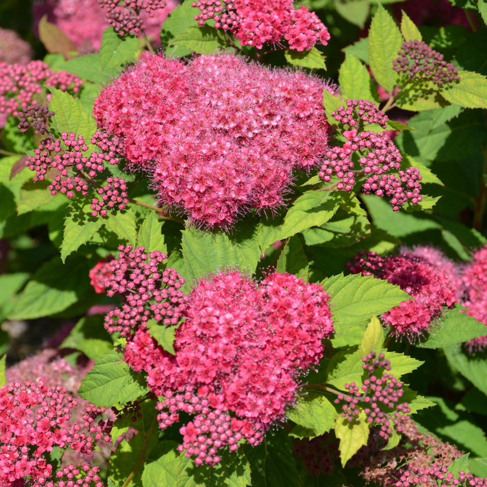 Spiraea japonica 'SMNSJMFR'