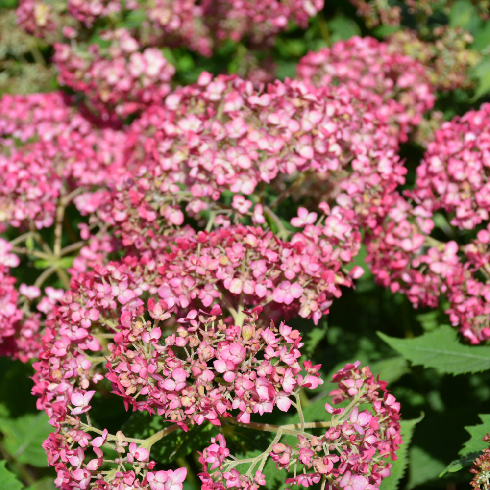 Invincibelle® Ruby Hydrangea