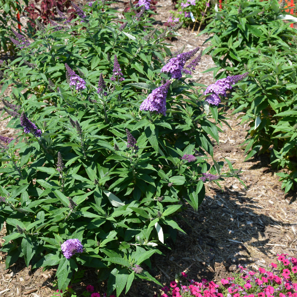 Pugster® Amethyst Butterfly Bush