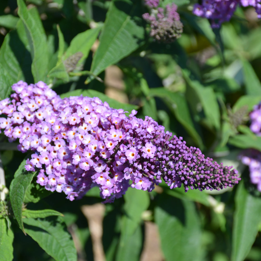 Buddleia 'SMNBDL'