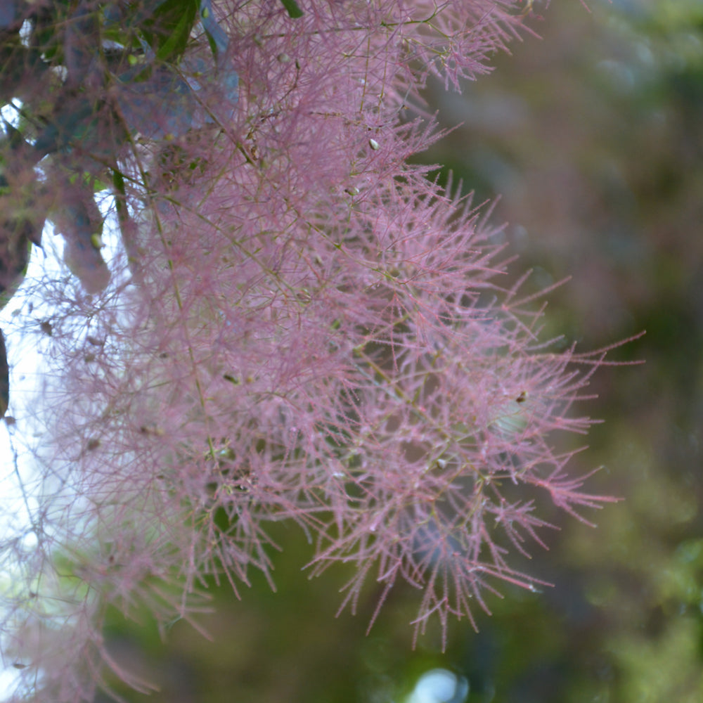 Royal Purple Smokebush