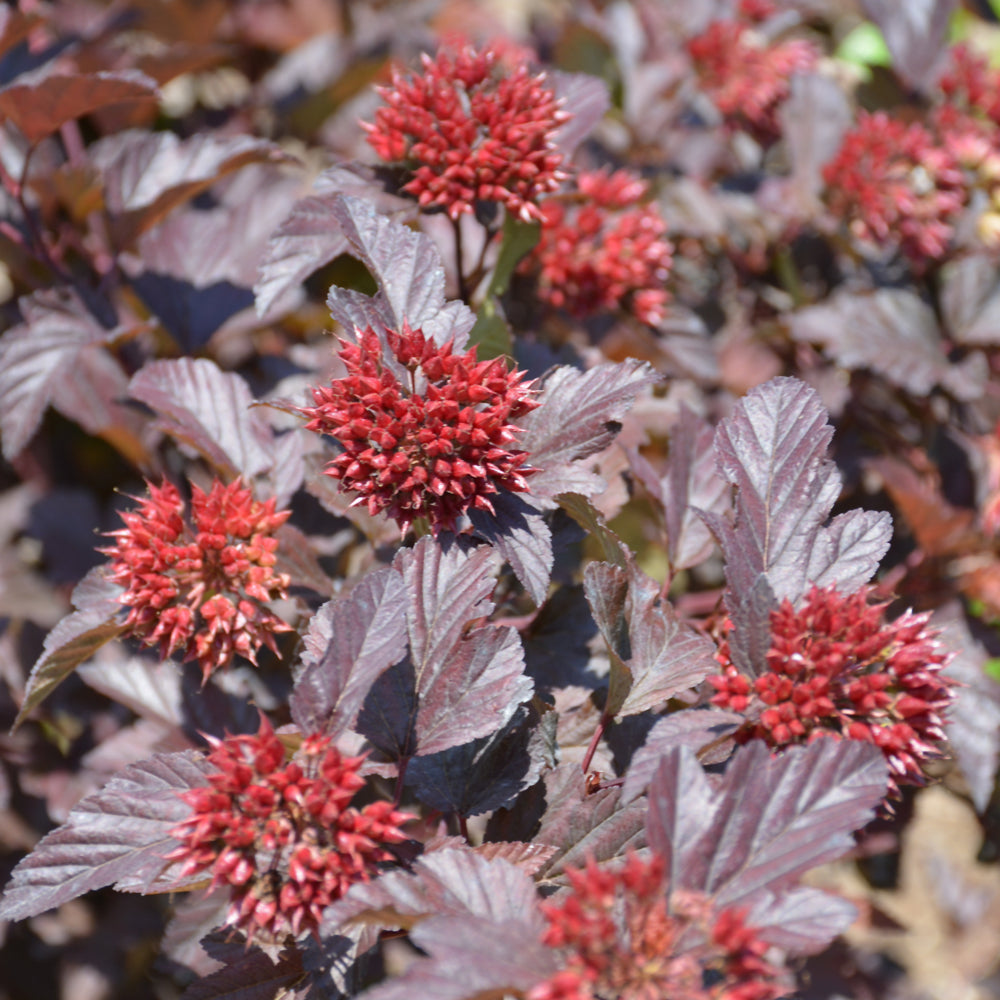 Physocarpus opulifolius 'SMNPOBLR'