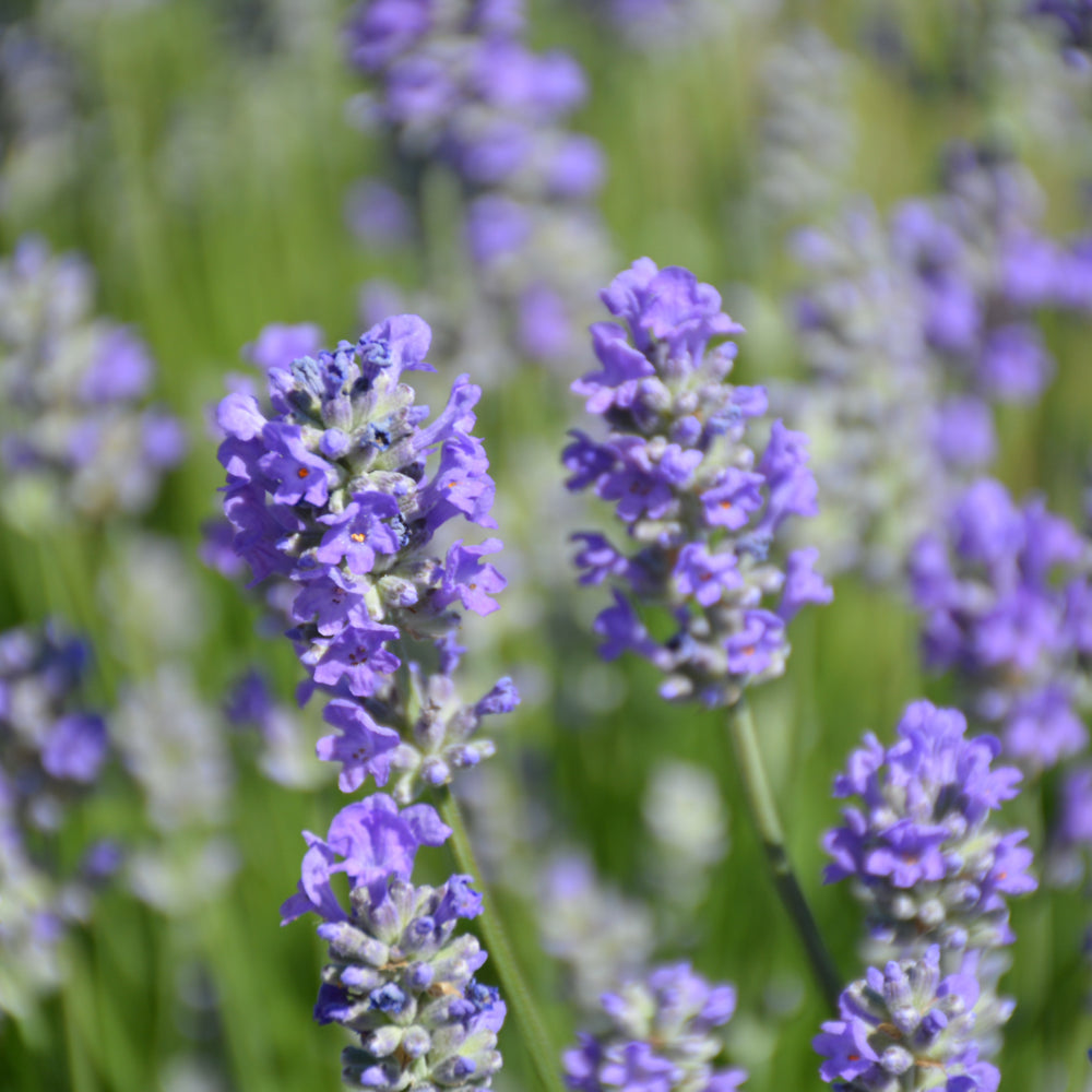 Lavandula angustifolia 'Munstead'