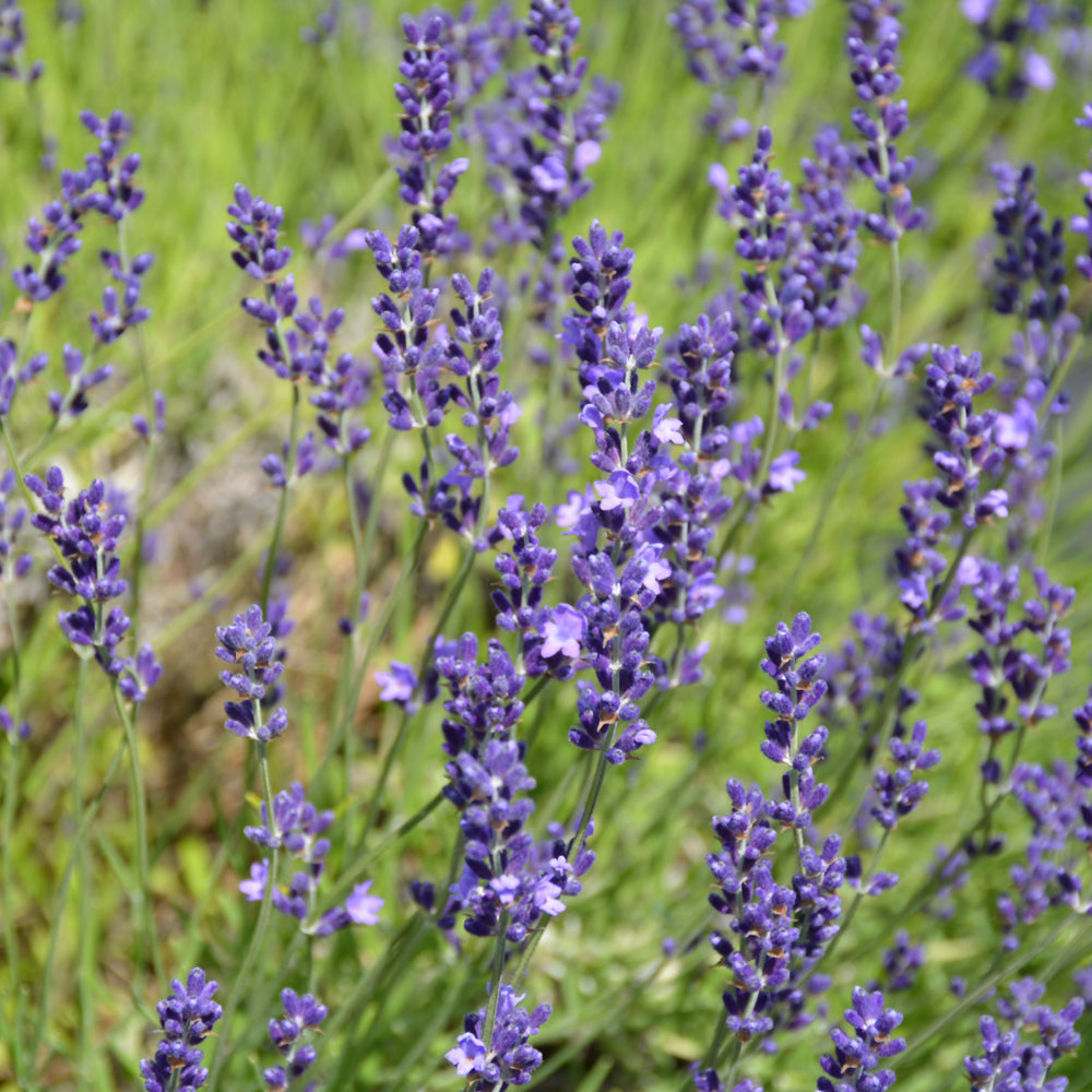 Provence Blue Lavender