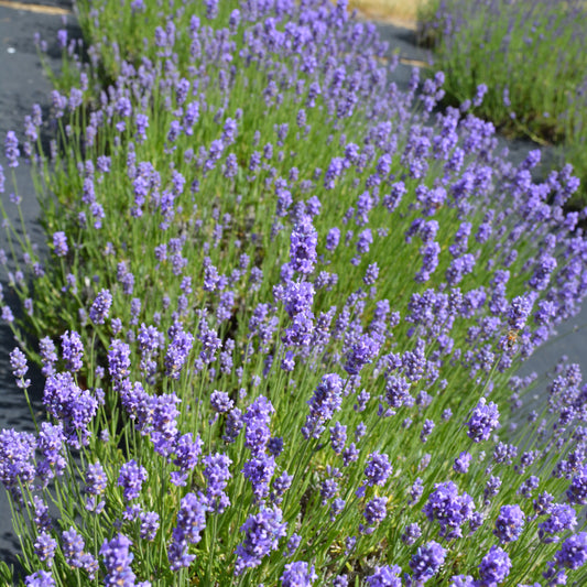 Lavandula angustifolia 'Hidcote Blue'