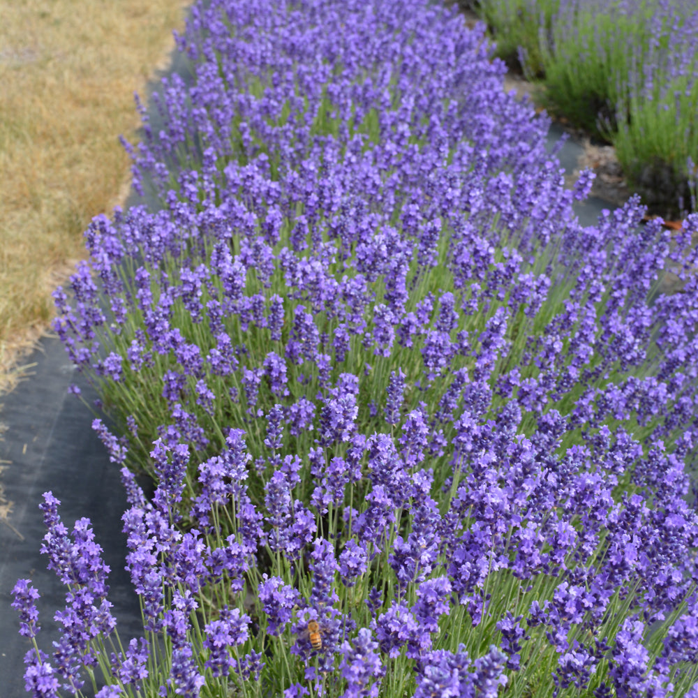 Hidcote Lavender