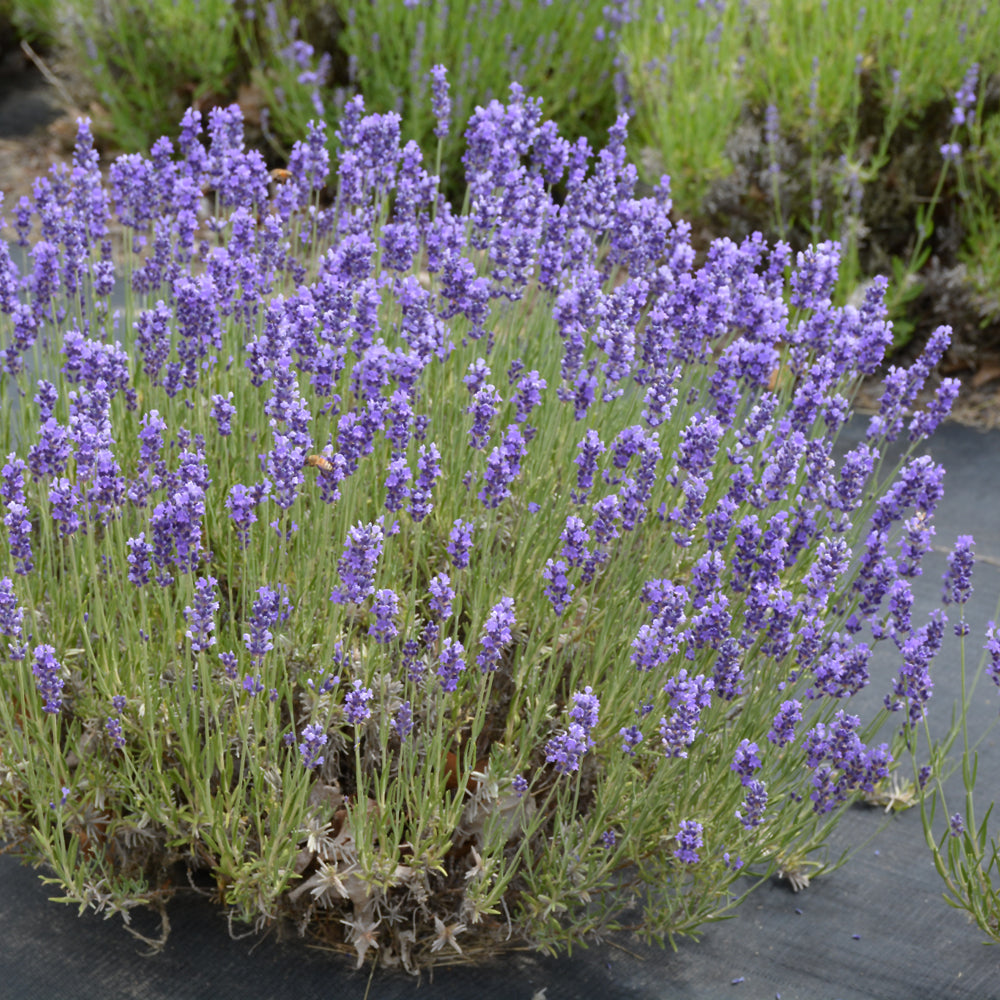 Hidcote Lavender