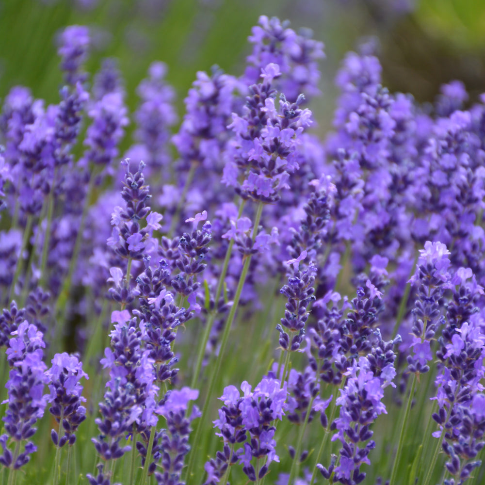 Lavandula angustifolia 'Hidcote'