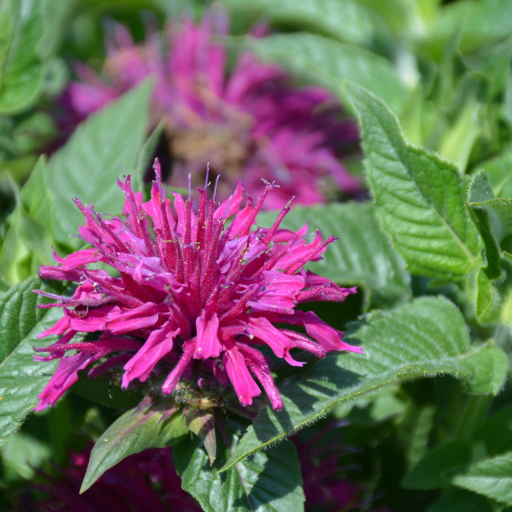 Monarda didyma 'Pardon My Purple'